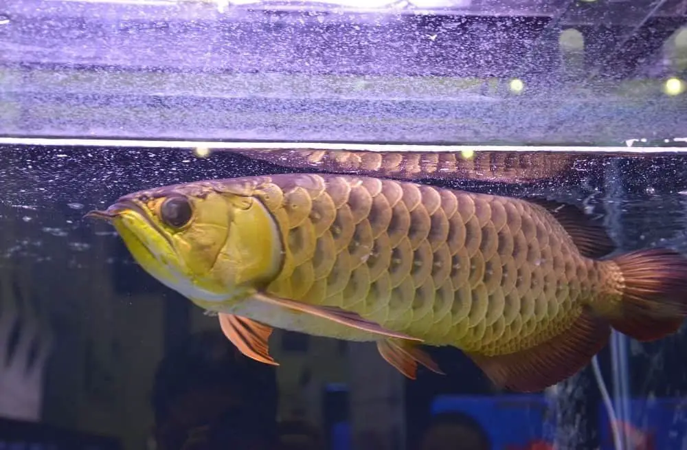 Pearl arowana outlet care