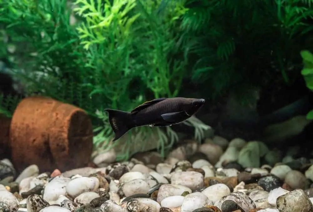 Black Molly 101: Care, Diet, Tank Size, Tank Mates & More