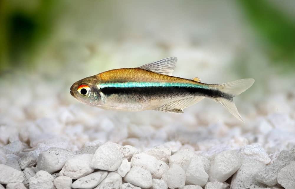 black neon tetra food