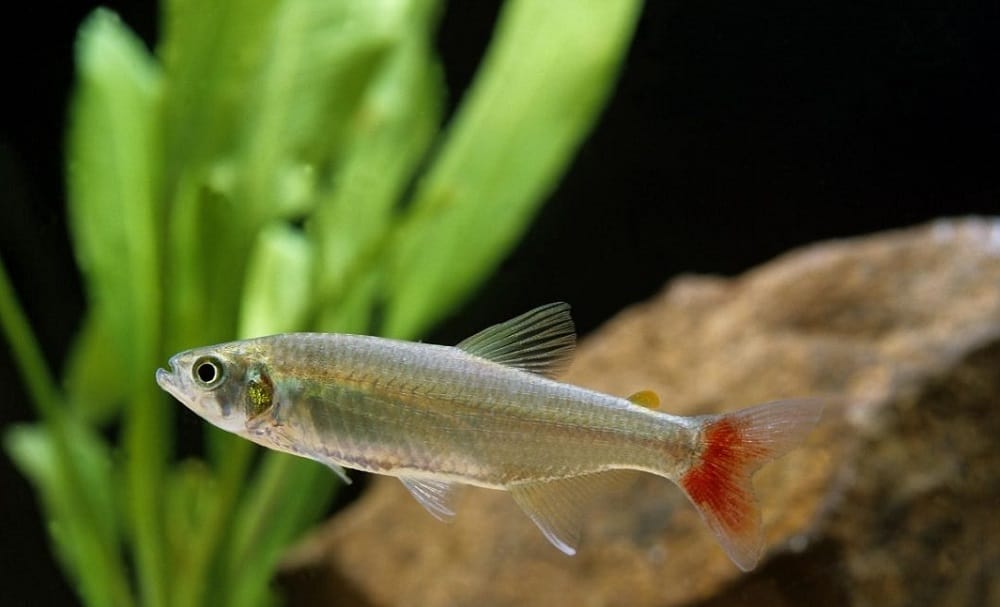 Bloodfin Tetra 101