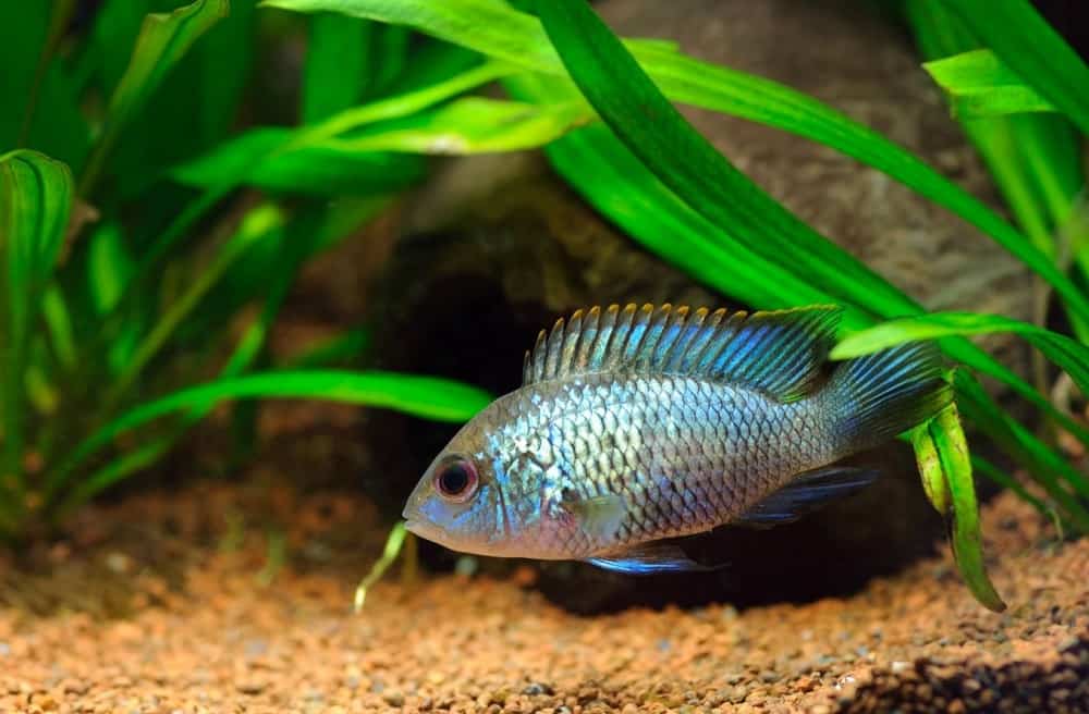 Blue Acara 101-Care, Diet, Tank Size, Tank Mates & More