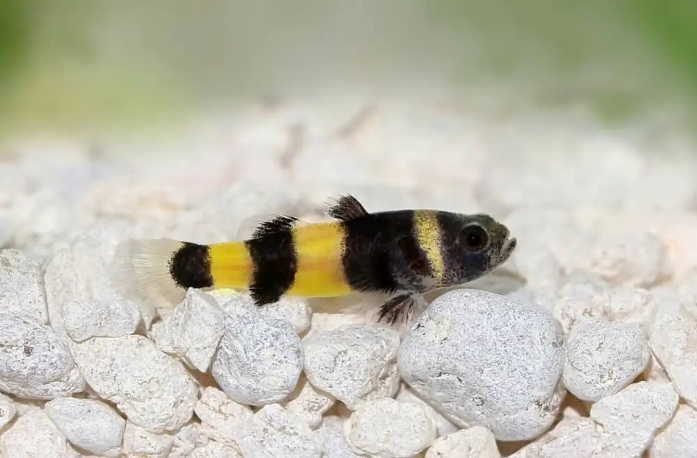 Bumblebee Goby 101: Care, Diet, Tank Size, Tank Mates & More