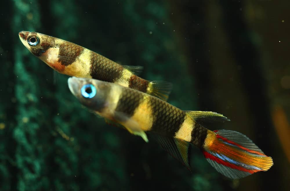 Male,And,Female,Clown,Killi,Fish,(epiplatys,Annulatus)