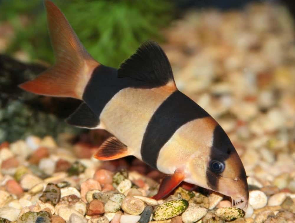 Clown Loach 101