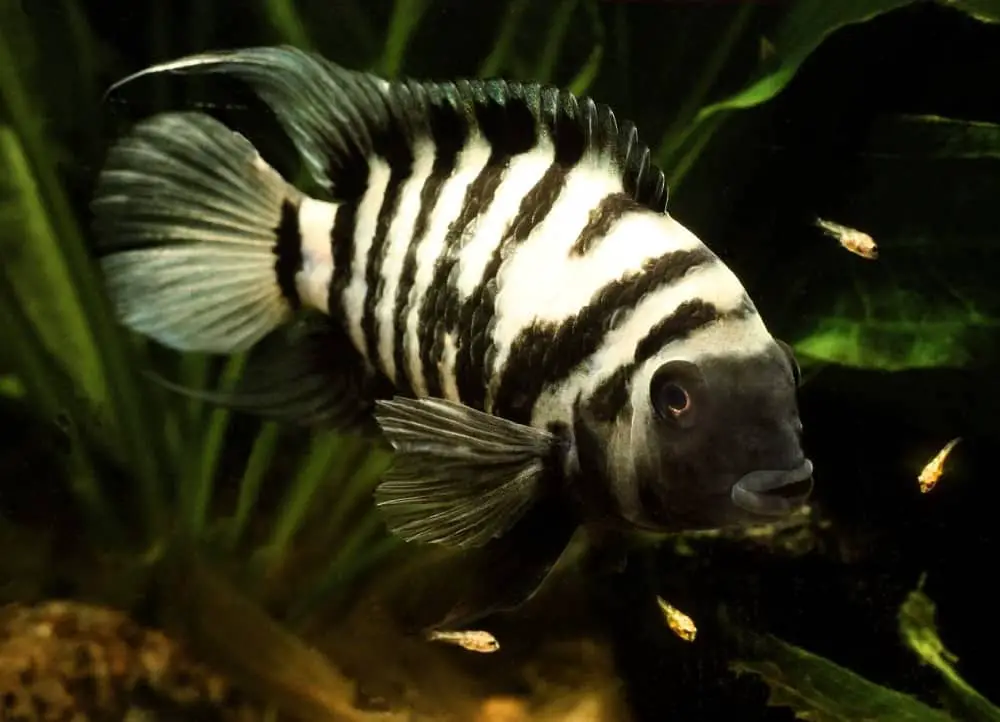 Convict Cichlid 101: Care, Diet, Tank Size, Tank Mates and More