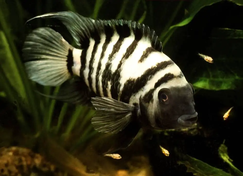 zebra convict cichlid