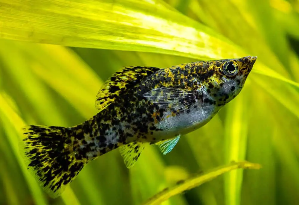 Sailfin,Molly,(poecilia,Latipinna),In,A,Fish,Tank,With,Blurred