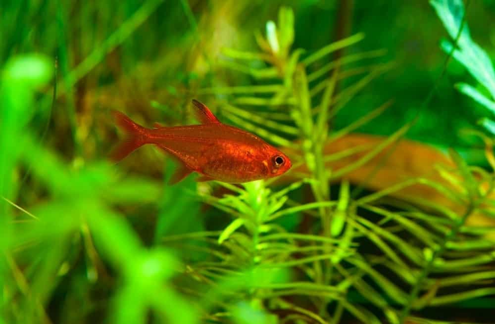 Ember Tetra, Nano FIsh