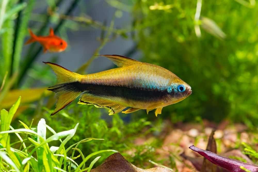 emperor tetra