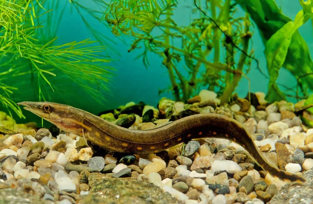 The,Fire,Eel,(mastacembelus,Erythrotaenia),Is,A,Relatively,Large,Species