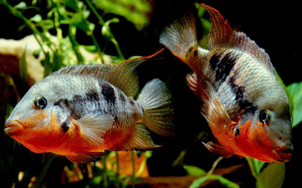 Firemouth Cichlid 101: Care, Diet, Tank Size, Tank Mates & More