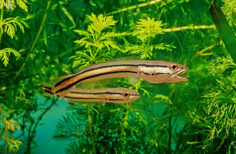 giant snakehead fish