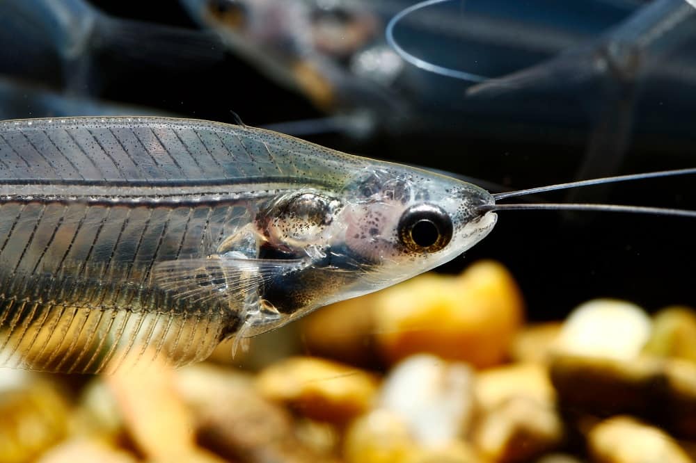 Glass Catfish 101: Care, Diet, Tank Size, Tank Mates & More