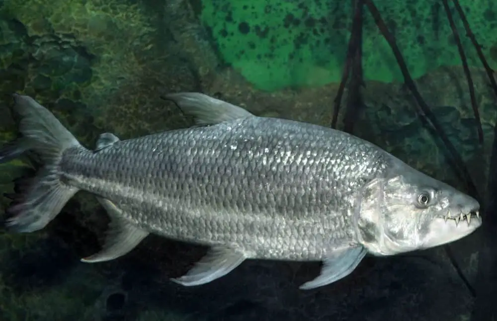 Goliath Tigerfish