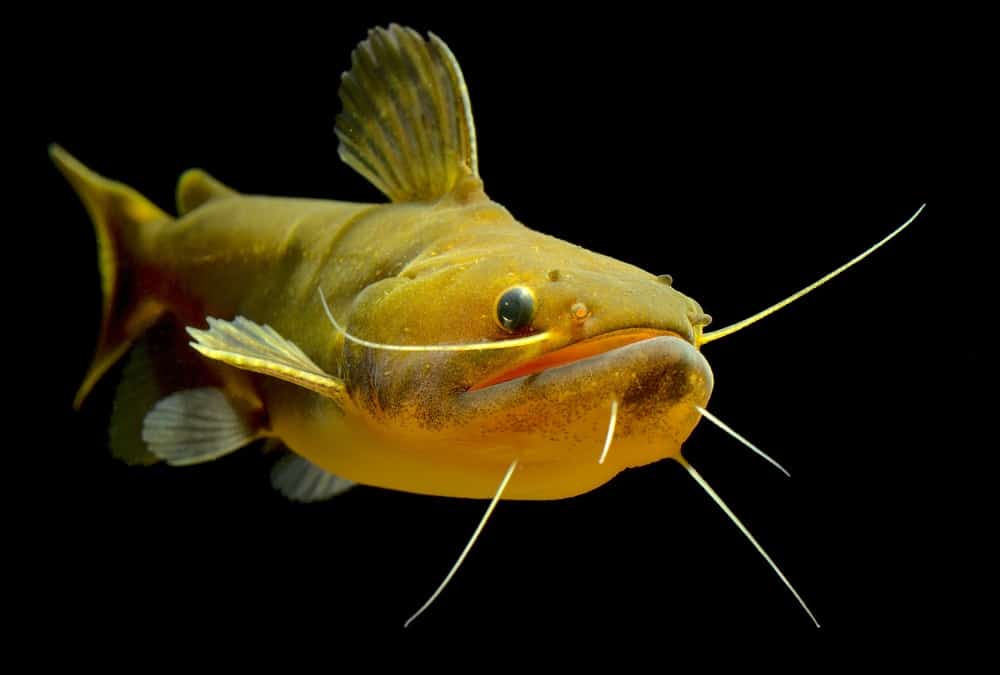 Gulper,Catfish,(asterophysus,Batrachus),Real,Amazon,Predator,Also,Called,Torpedo