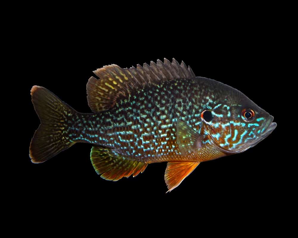 Male,Green,Sunfish,(lepomis,Cyanellus),Pumpkinseed,(lepomis,Gibbosus),Hybrid,Isolated