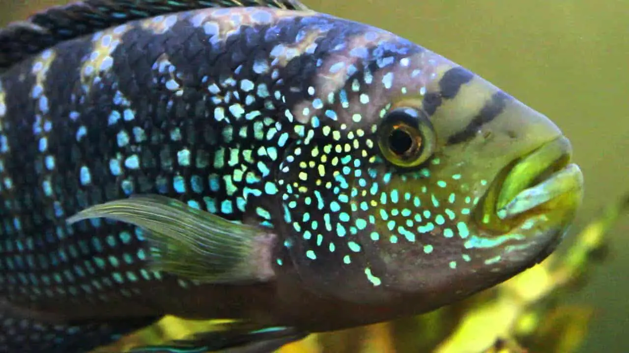 Jack Dempsey Cichlid 101: Care, Diet, Tank Size, Tank Mates and More