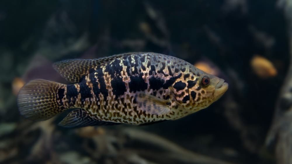 jaguar cichlid teeth