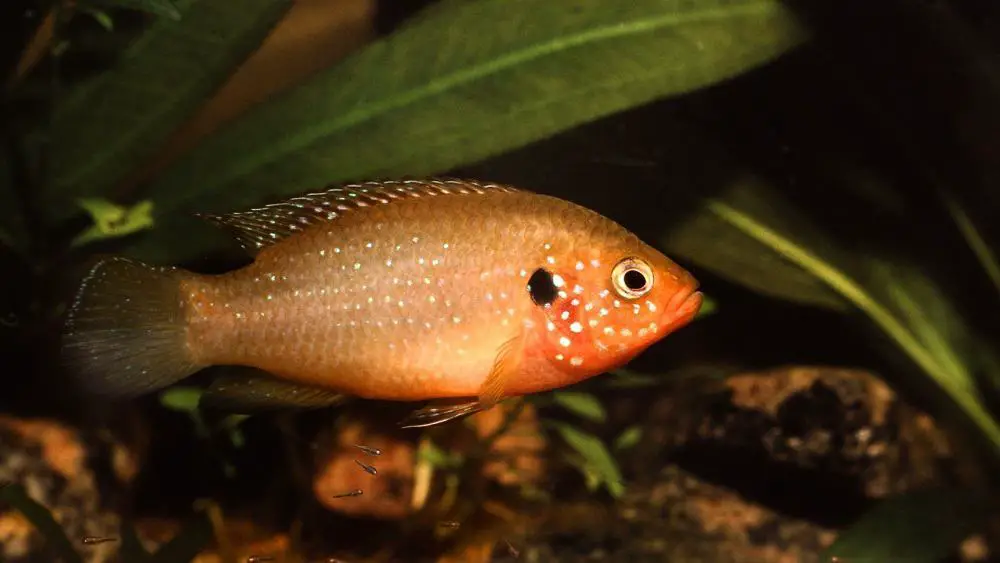 Jewel-Cichlid