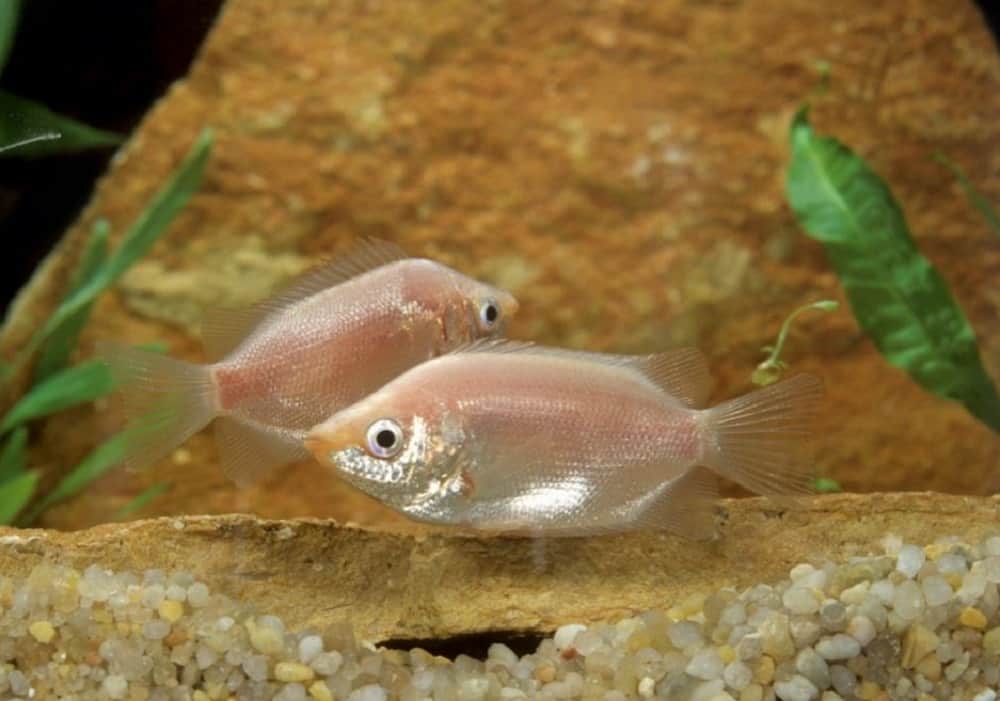 Kissing Gourami