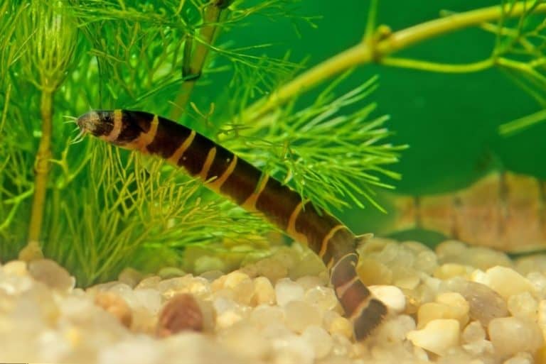 Coolie Loach 101 Care, Diet, Tank Size, Tank Mates, & More