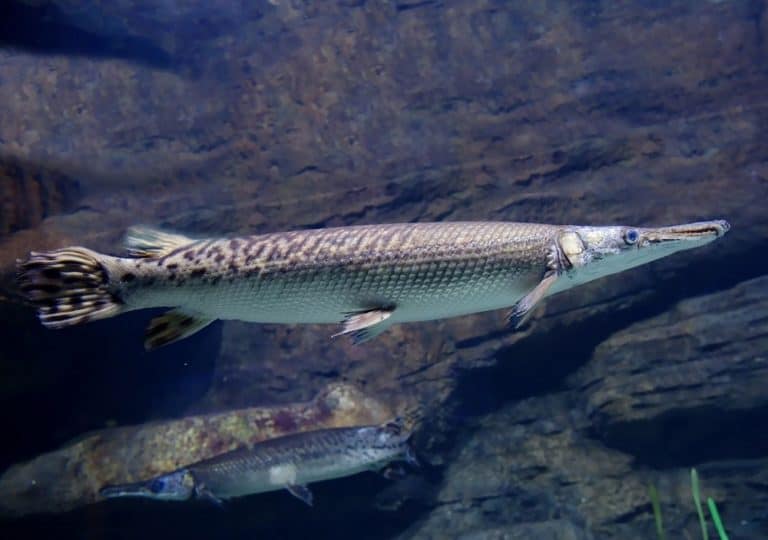 Longnose Gar 101: Care, Diet, Tank Size, Tank Mates, & More - Aquarium Part