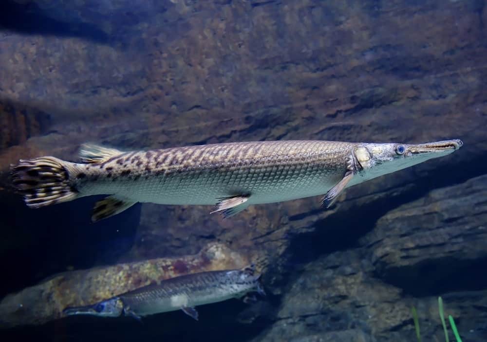 Longnose Gar 101 Care Diet Tank Size Tank Mates More Aquarium Part