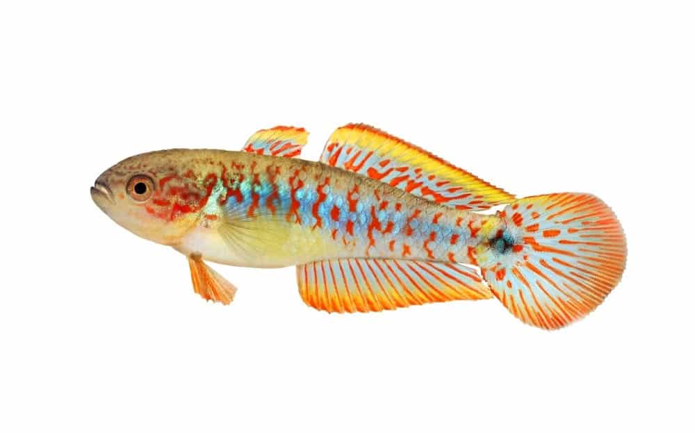 Peacock-Gudgeon-101