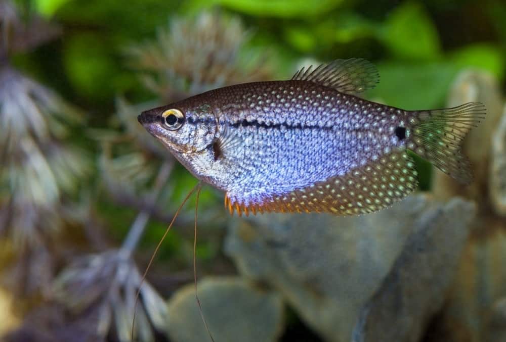 Pearl Gourami 101