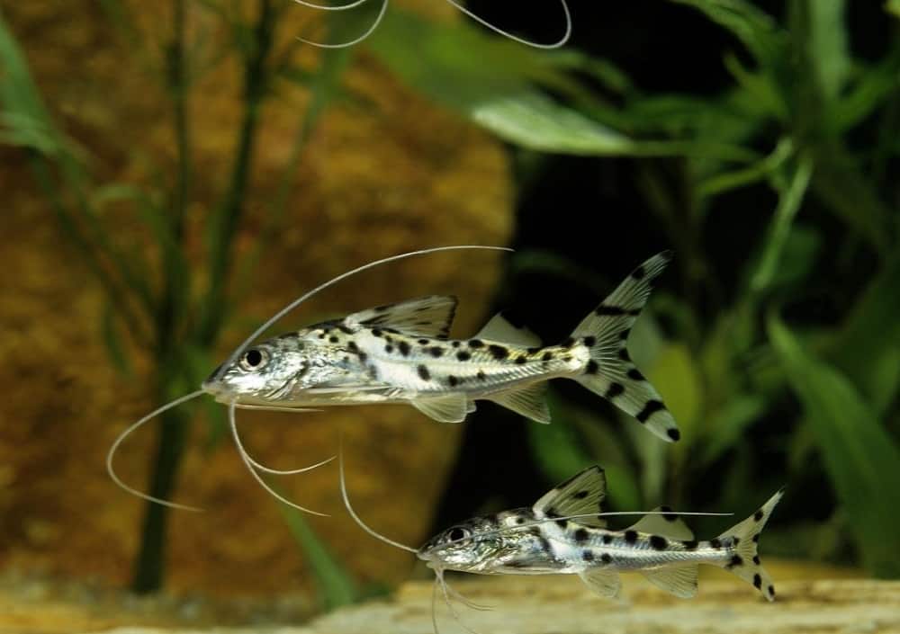 Pictus Catfish 101: Care, Diet, Tank Size, Tank Mates and More