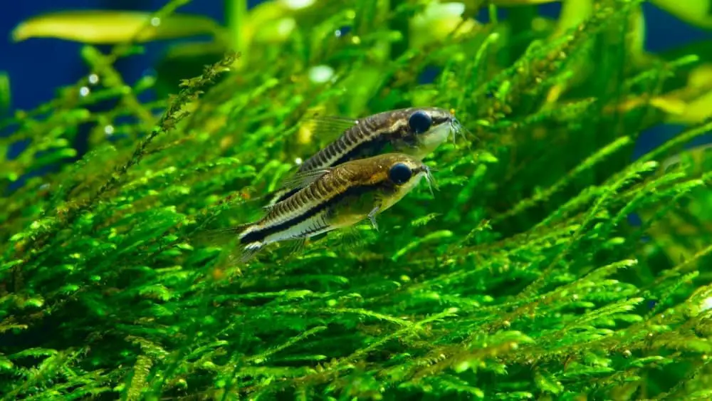 Pygmy-Corydoras