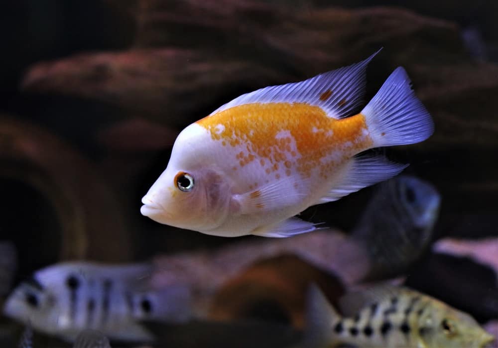A,Young,Red,Devil,Cichlid,Is,Swimming,In,Freshwater,Aquarium.