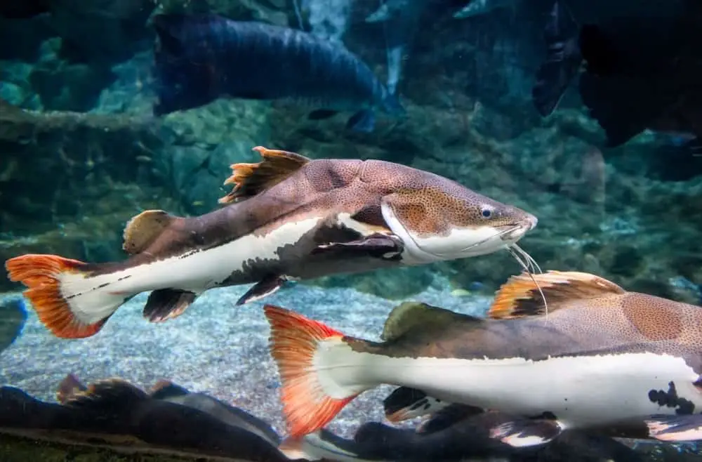 Redtail Catfish 101 Care, Diet, Tank size, Tank Mates & More