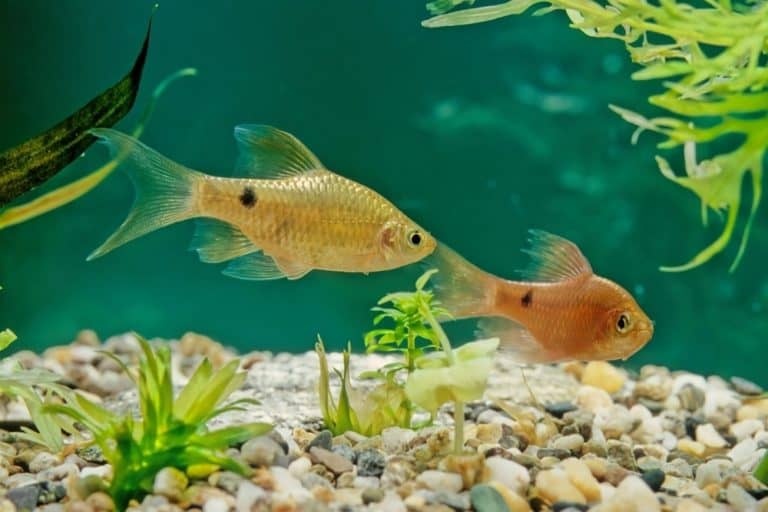 Gold Barb 101: Care, Diet, Tank Size, Tank Mates, & More