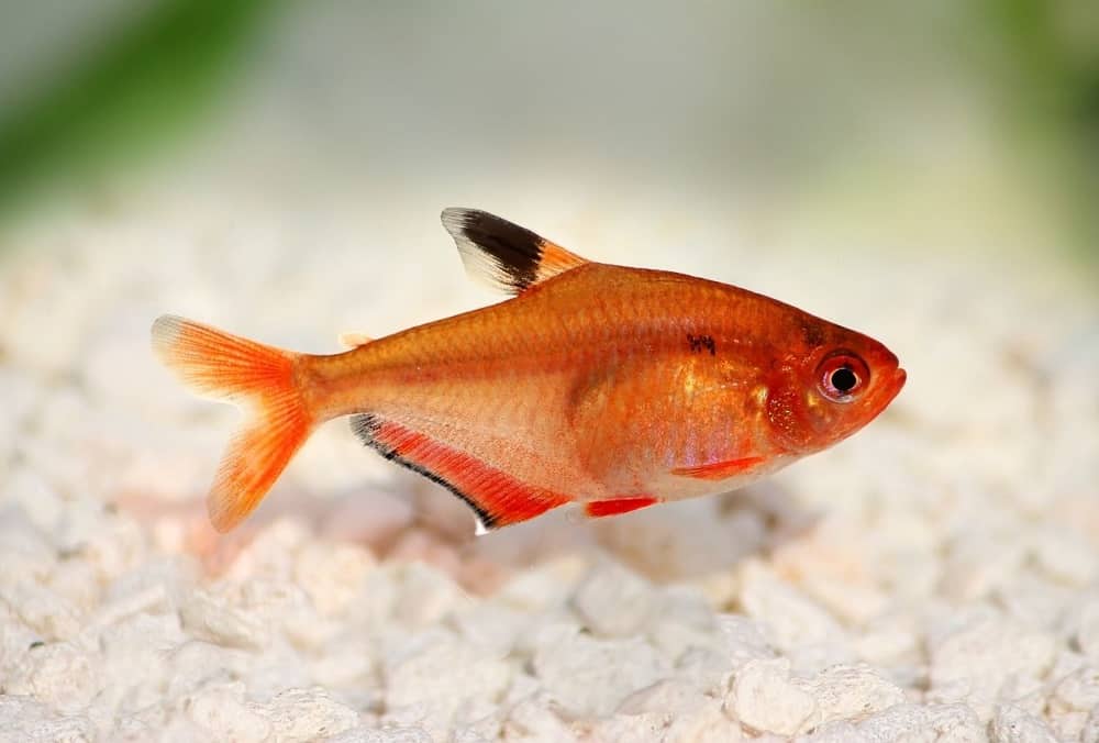 Red minor best sale tetra care