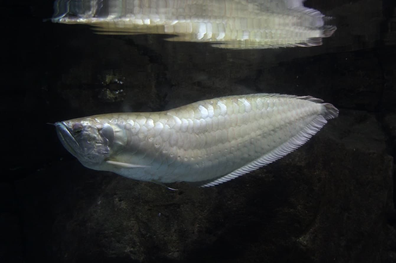 Silver Arowana 101