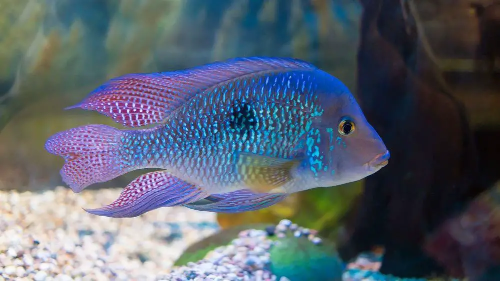 South American Cichlids Tank Setup   South American Cichlids 