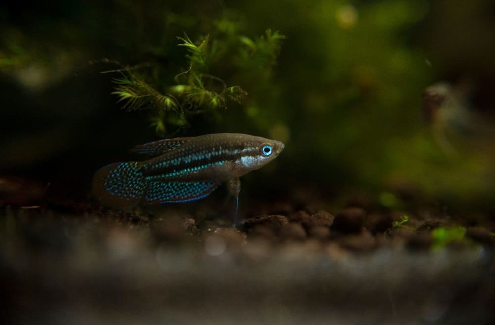 Sparkling-Gourami-101