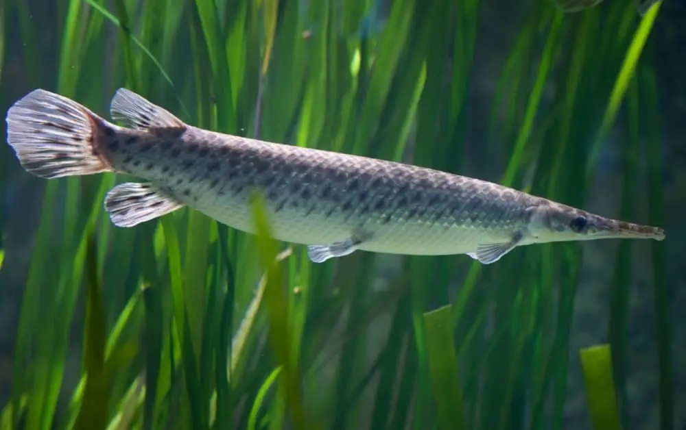 Spotted Gar 101: Care, Diet, Tank Size, Tank Mates & More - Aquarium Part