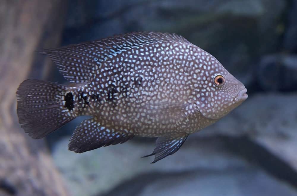 Texas Cichlid 101- Care, Diet, Tank Size, Tank Mates & More