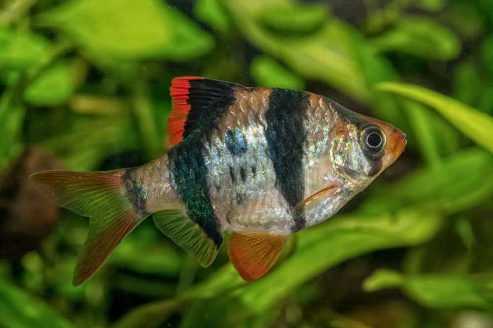 Tiger Barb 101