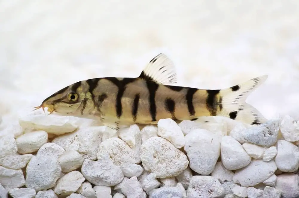 Yoyo loach