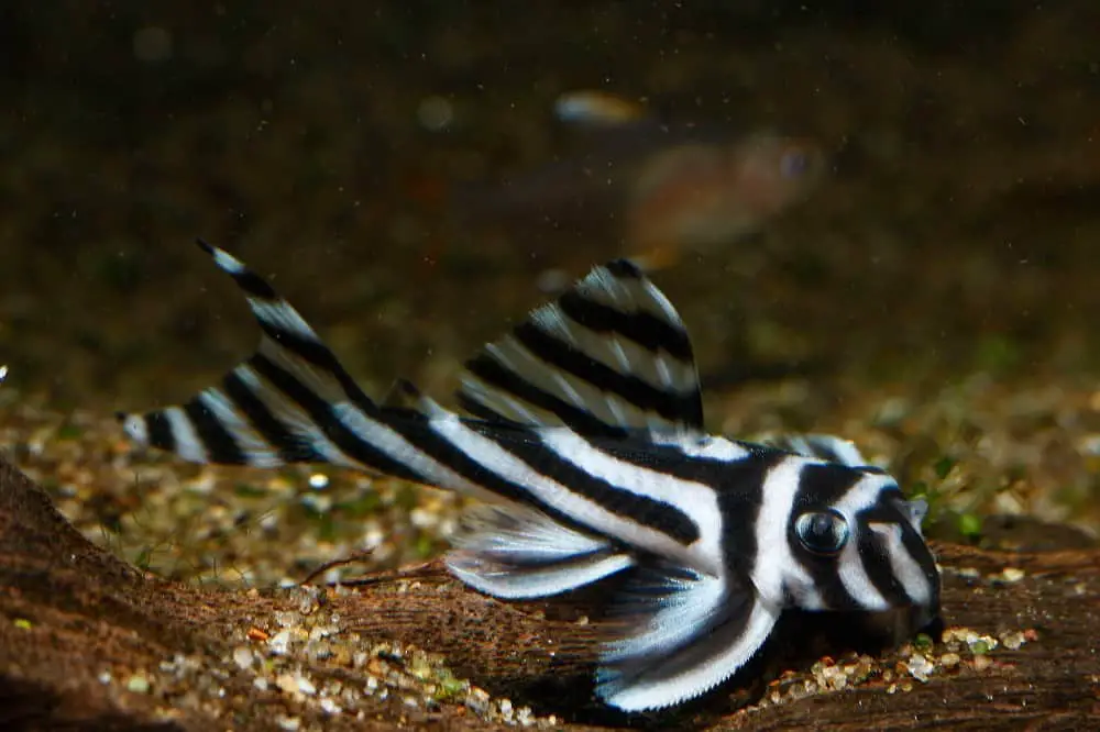 Zebra,Pleco,Or,Imperial,Place,(hypancistrus,Zebra)