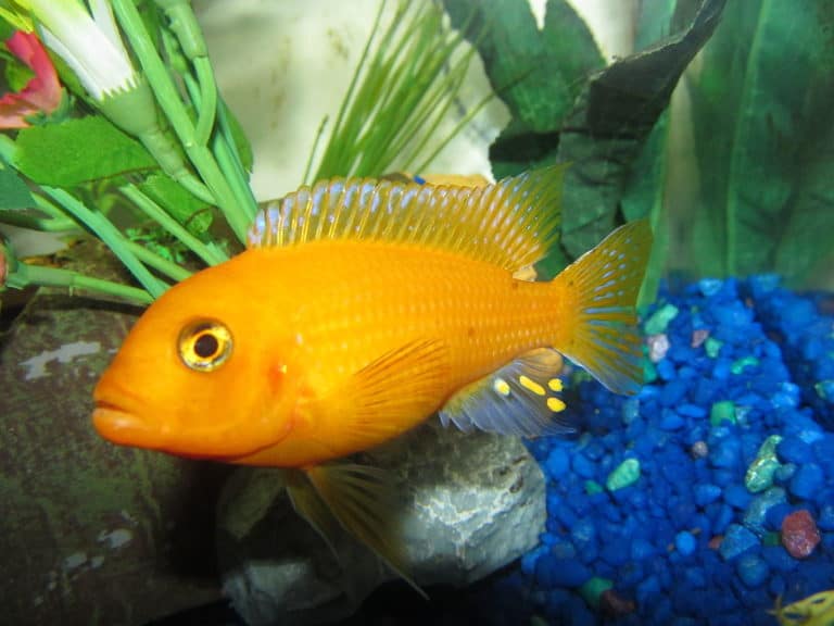 Red Zebra Cichlid 101: Care, Diet, Tank Size, Tank Mates & More ...