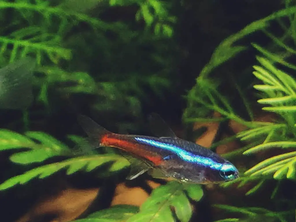 cardinal tetra male female differences