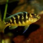 Bumblebee Cichlid 101: Care, Diet, Tank Size, Tank Mates & More