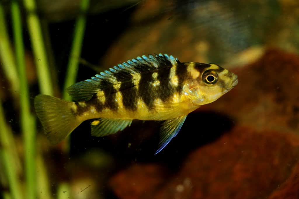 Bumblebee cichlid care hotsell