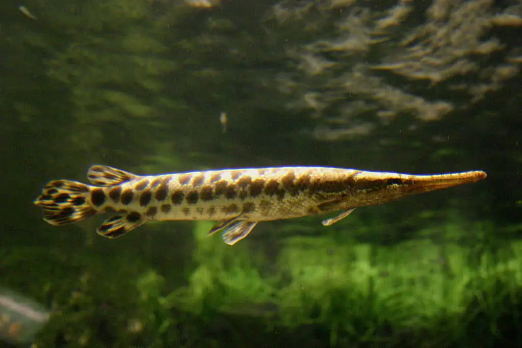 Alligator gar 2025 aquarium care