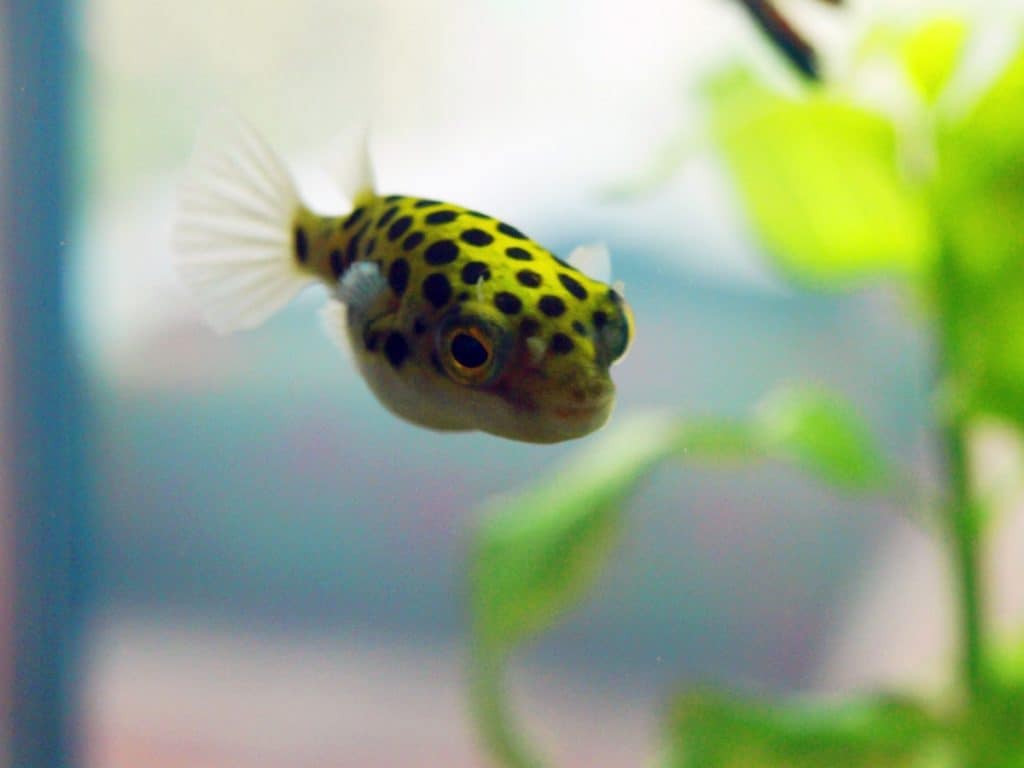 Spotted puffer outlet care