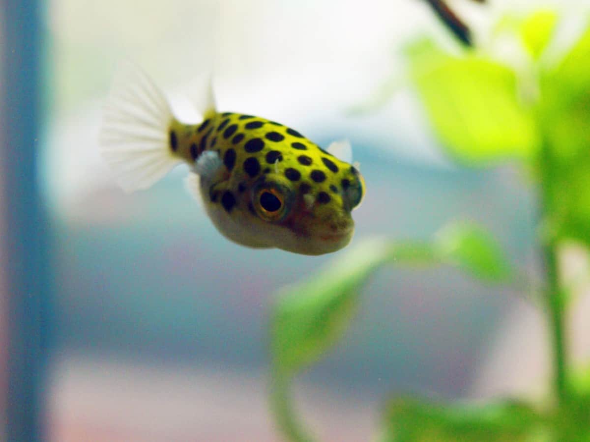 Green Spotted Puffer 101: Care, Diet, Tank Size, Tank Mates & More ...